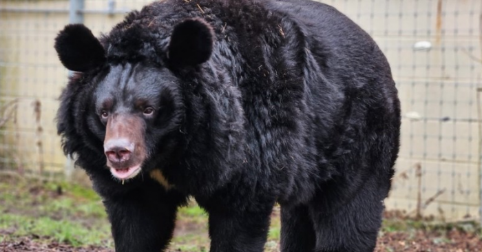 Niedźwiedź, który został uratowany na Ukrainie, trafił do szkockiego
