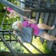 Emilia1r