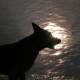 Bruce Wayne