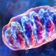 mitochondria
