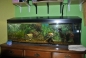 150 litrowe akwarium
