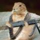 groundhog