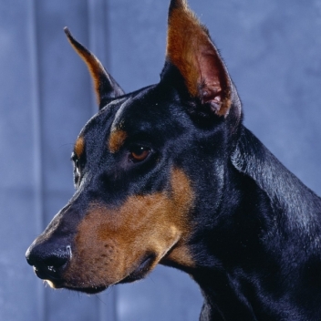 doberman2000