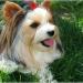 Biewer Yorkshire Terrier Scotland