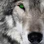 wolfellon