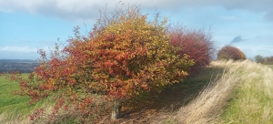 No to jedzie petarda