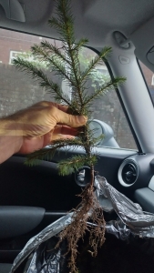 Sadzonki świerka pospolitego