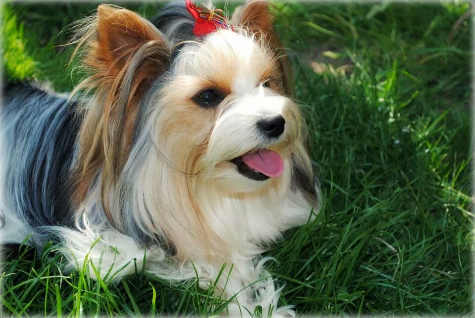 Biewer Yorkshire Terrier Scotland