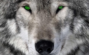 wolfellon